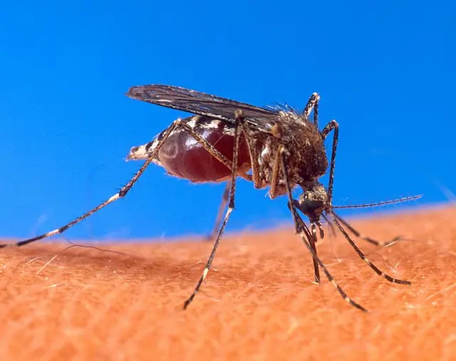 پشه آئدس (Aedes) و مراقبت از پوست